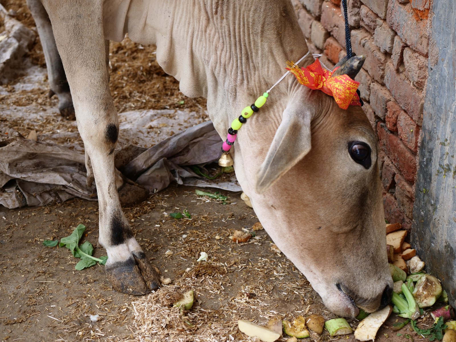 84 Gopashtami Radha kunda Govardhan 19.11.04